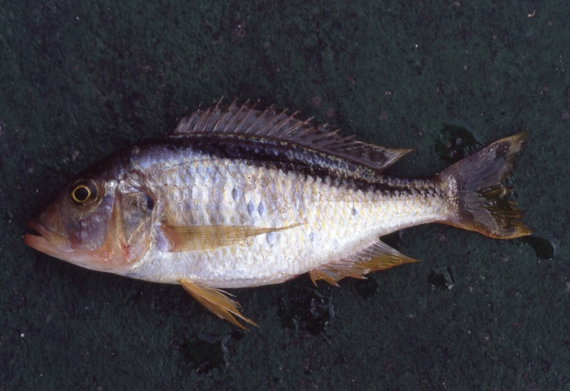 Buccochromis nototaenia